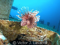 lion fish in port nelson wreck in Bahamas, olympus sp-350... by Victor J. Lasanta 